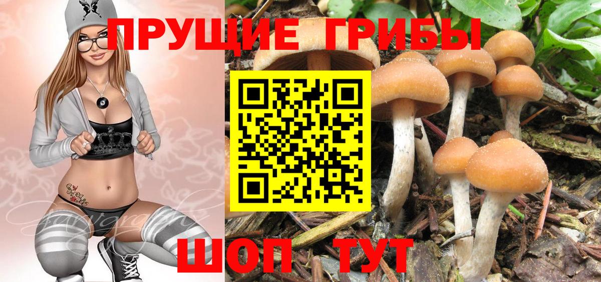 Галлюциногенные грибы Psilocybine cubensis Кувандык